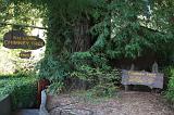 California Giant Redwoods